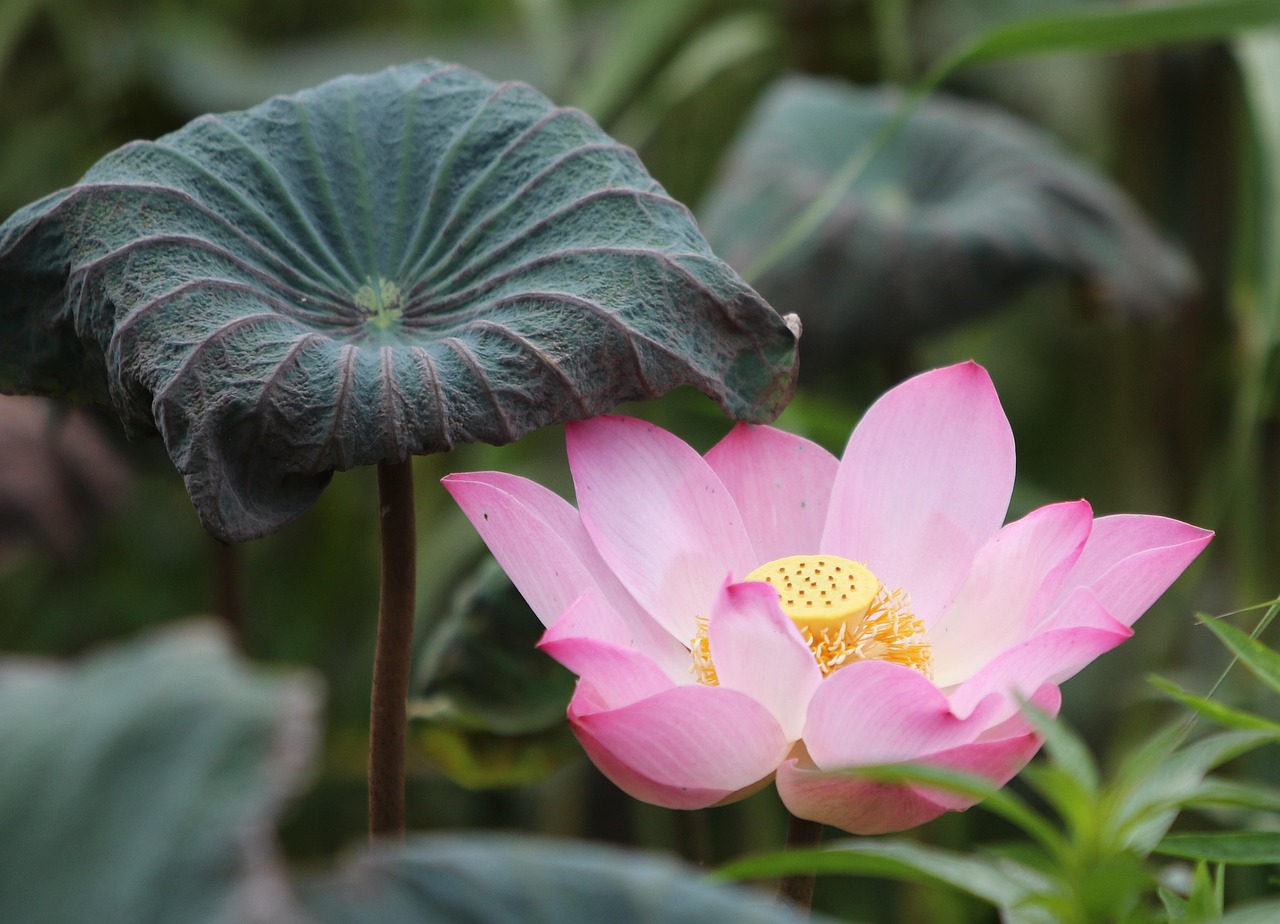 Fairplay vs Lotus365: Honest Comparison